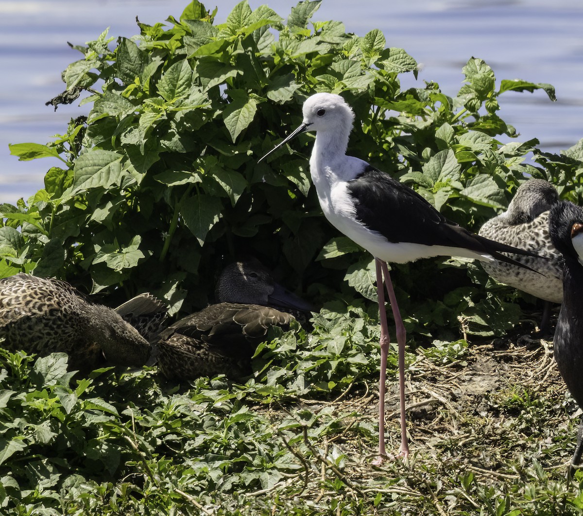 Ходулочник - ML646538079