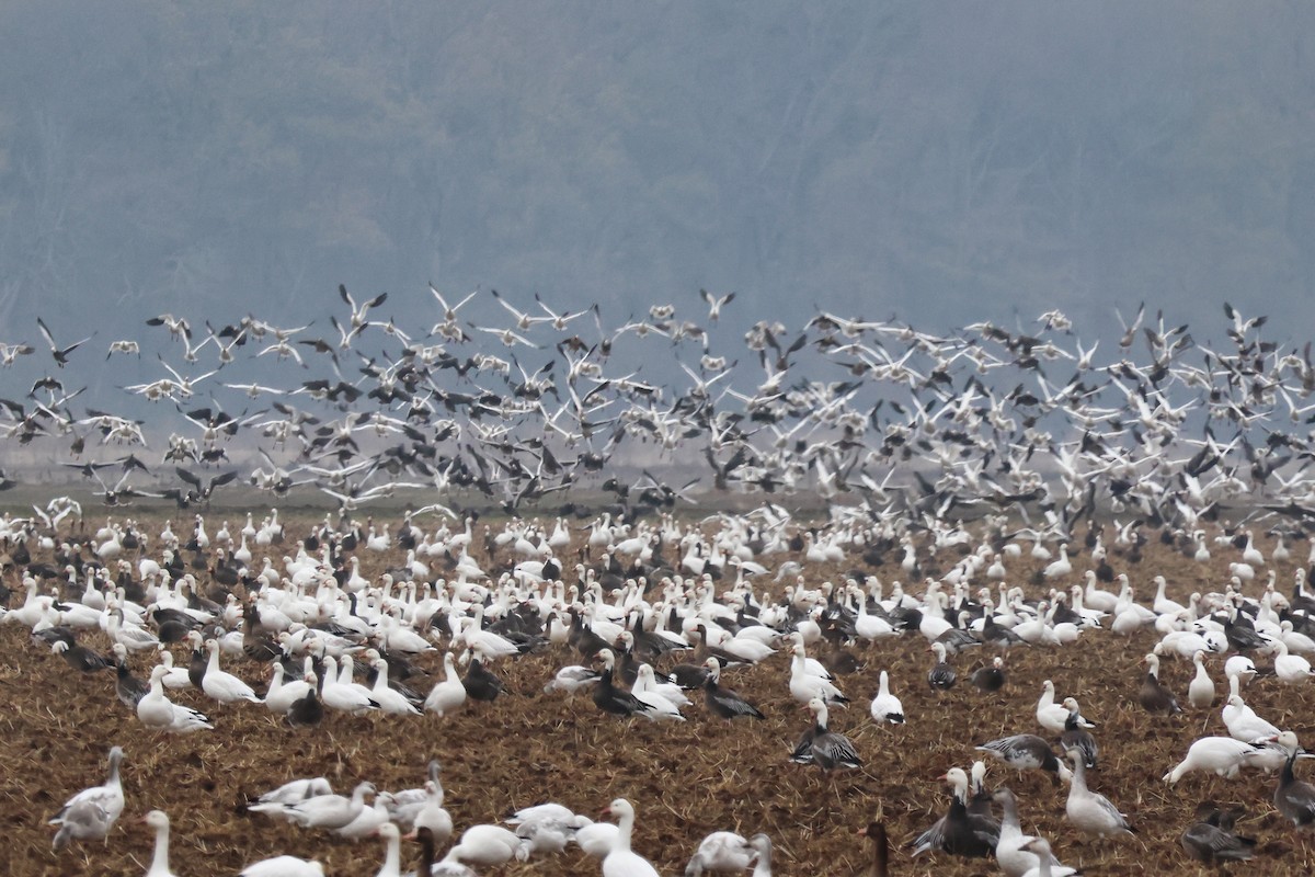 Kar Kazı - ML646538080