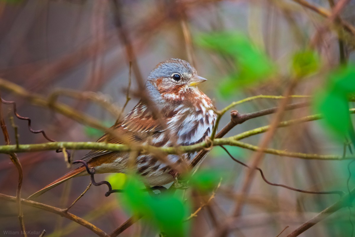 Пестрогрудая овсянка - ML646538081