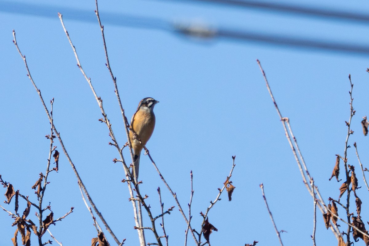 Вівсянка чорновуса - ML646538082