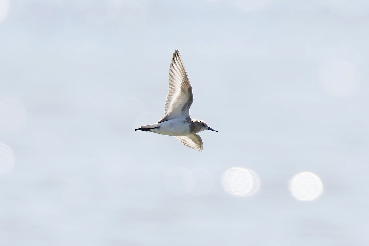 Txirri txikia - ML646538086