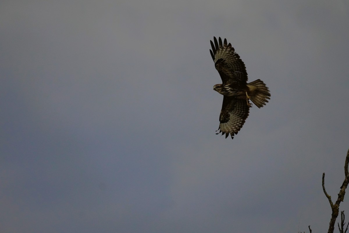 Common Buzzard - ML646538087