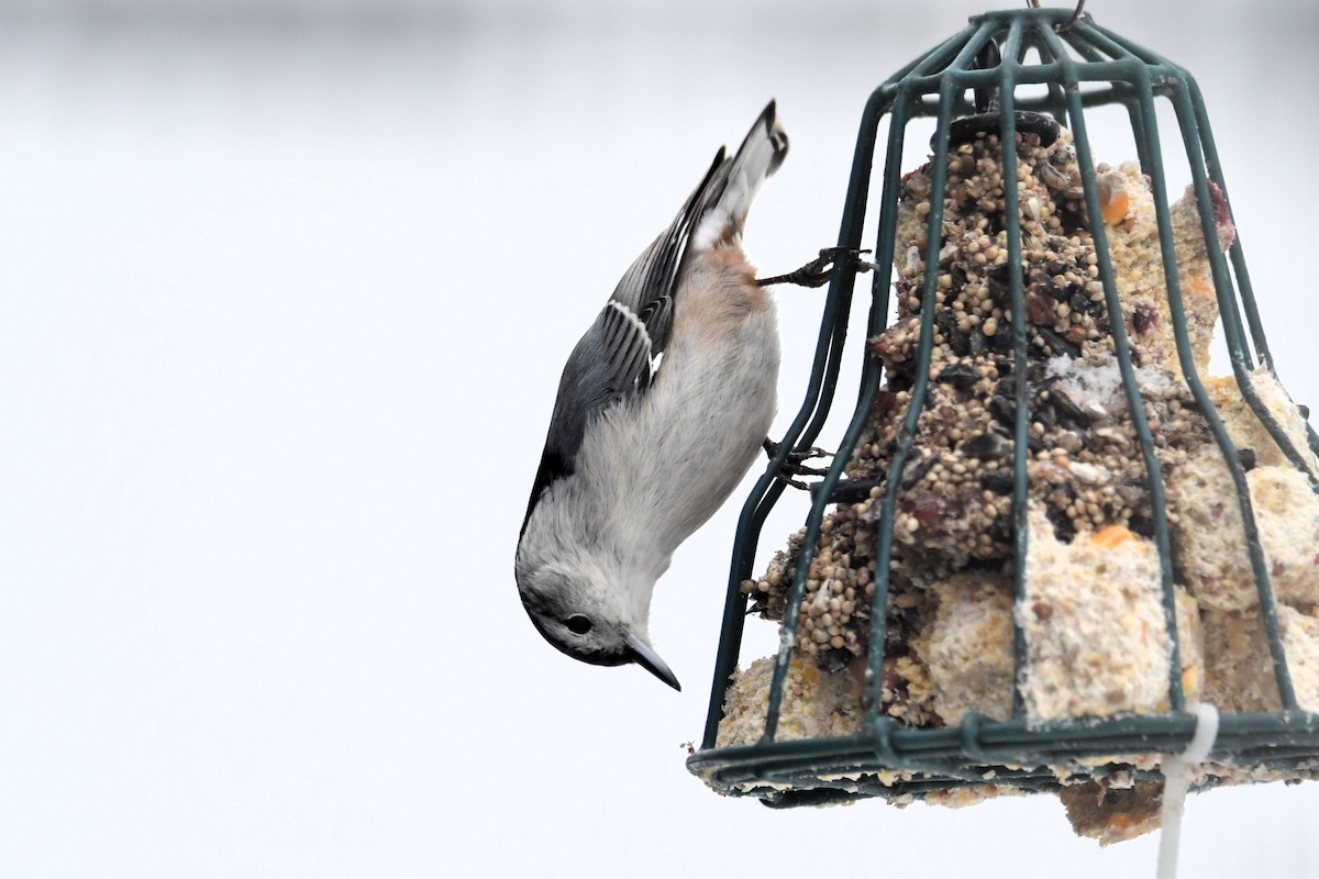 Weißbrustkleiber - ML646538088