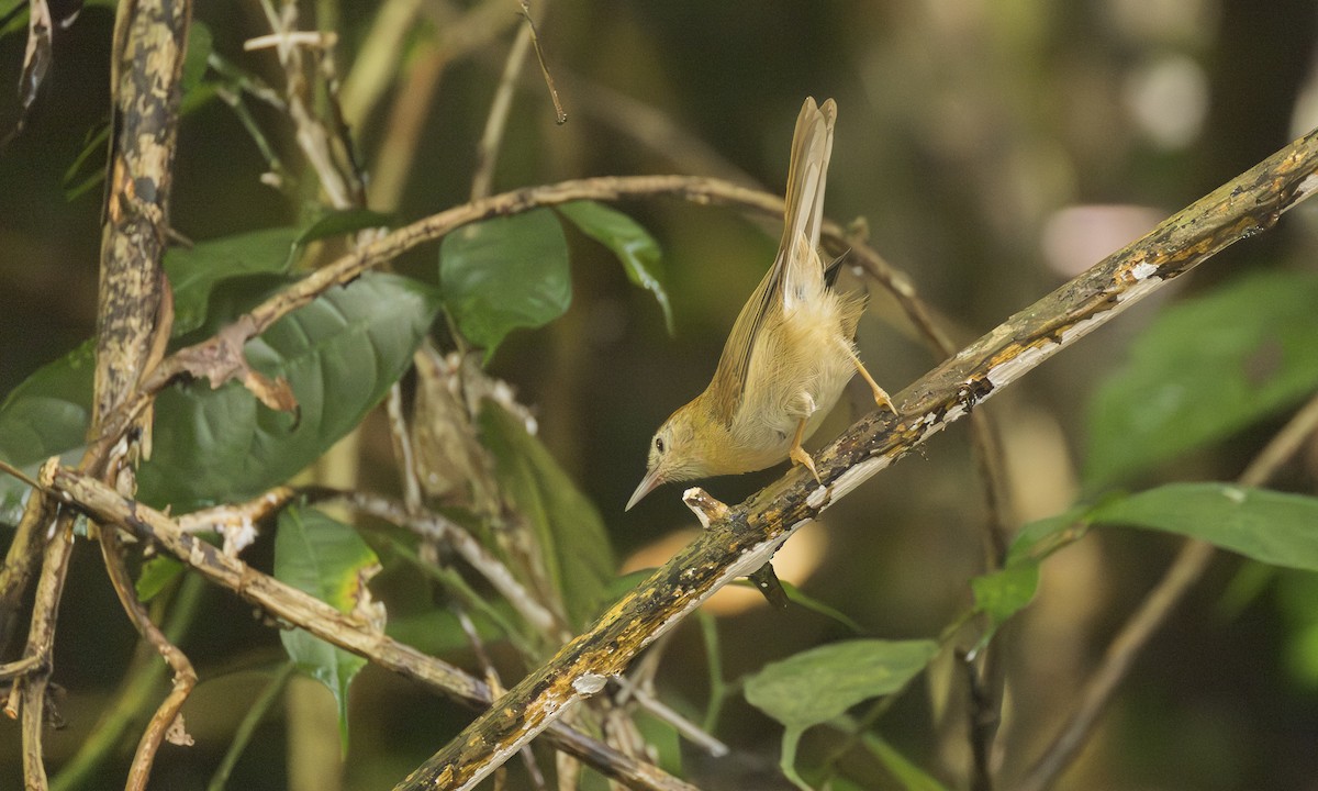 rustpannetimal (rufifrons gr.) - ML646538089