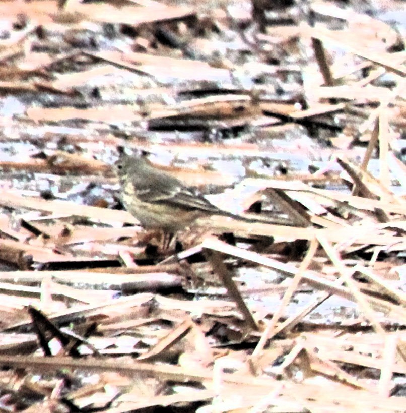 American Pipit - ML646538093