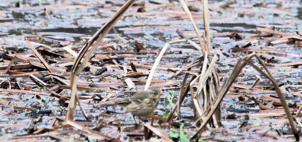 American Pipit - ML646538094