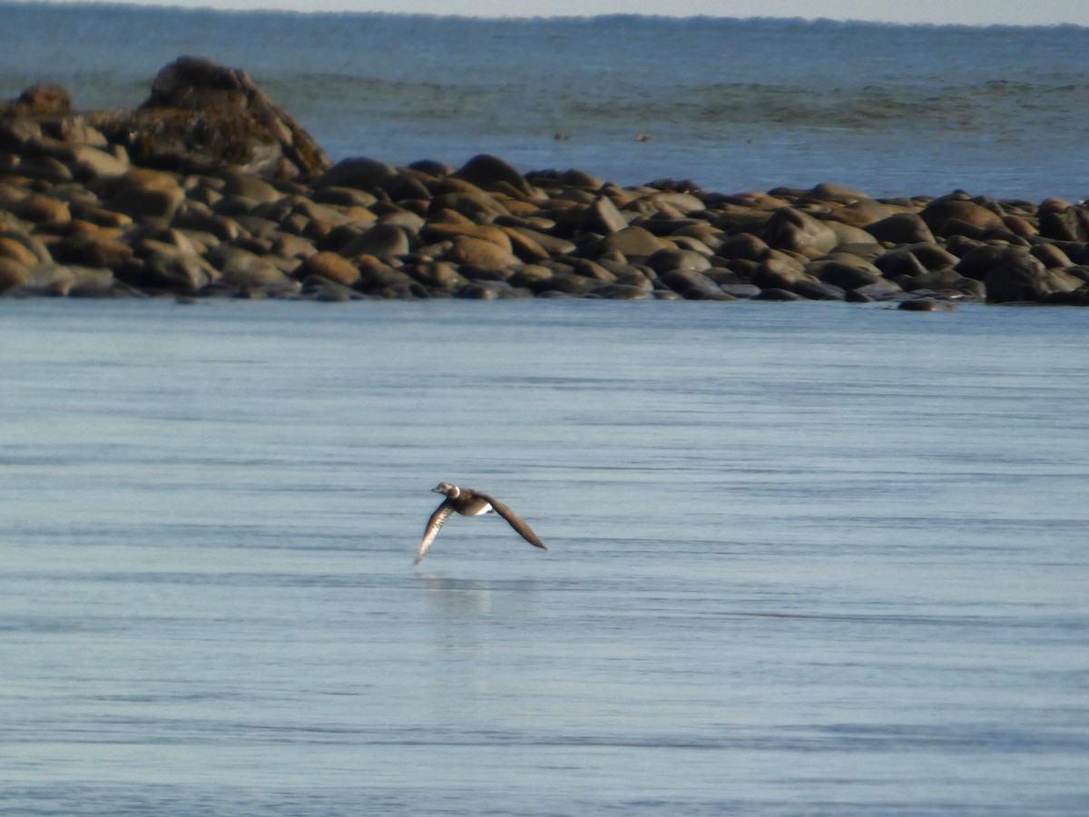 Long-tailed Duck - ML646538097