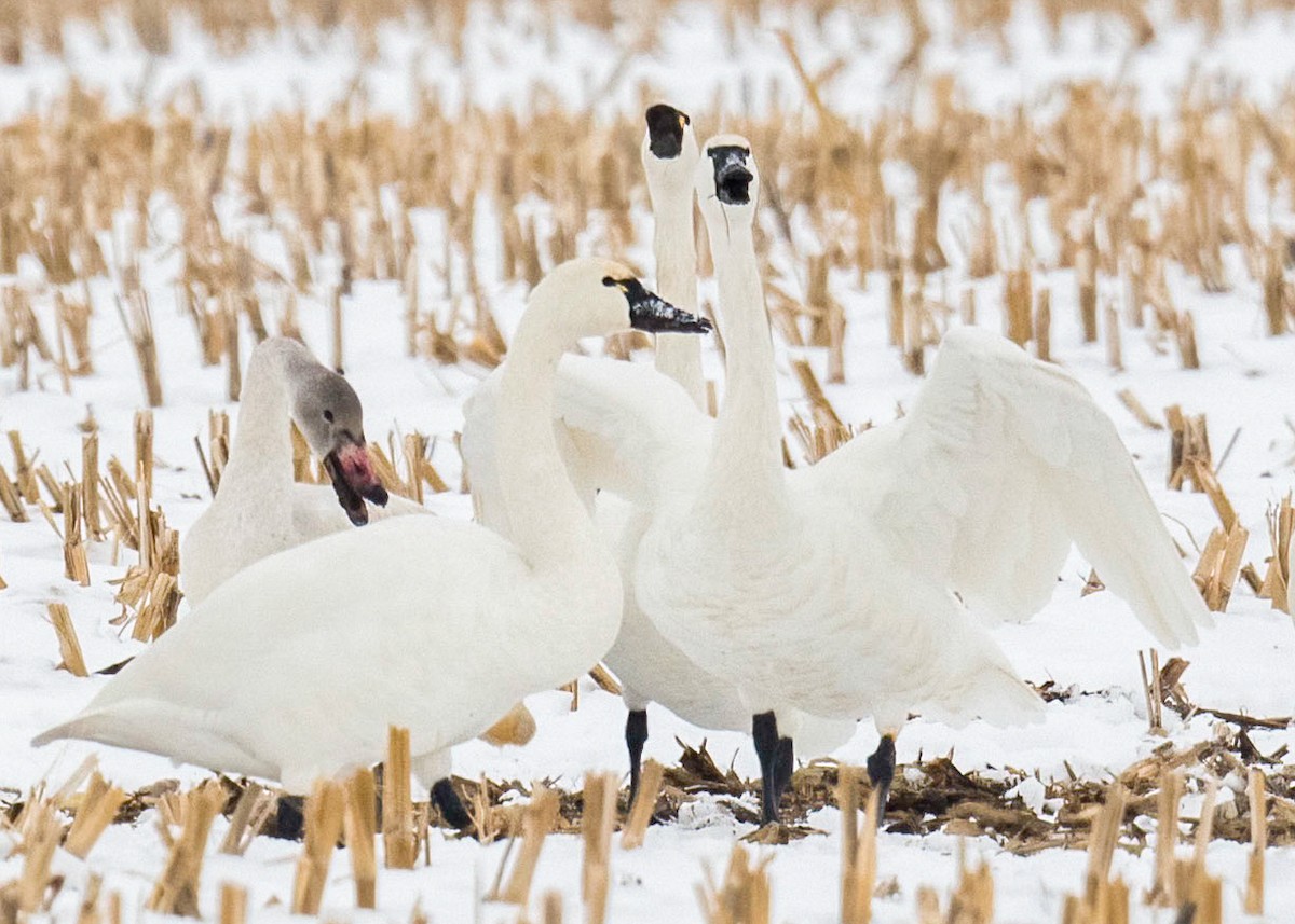 小天鵝 - ML646538105