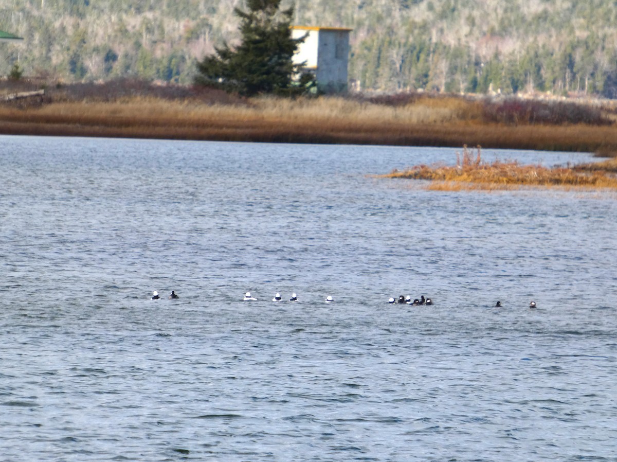 Bufflehead - ML646538107