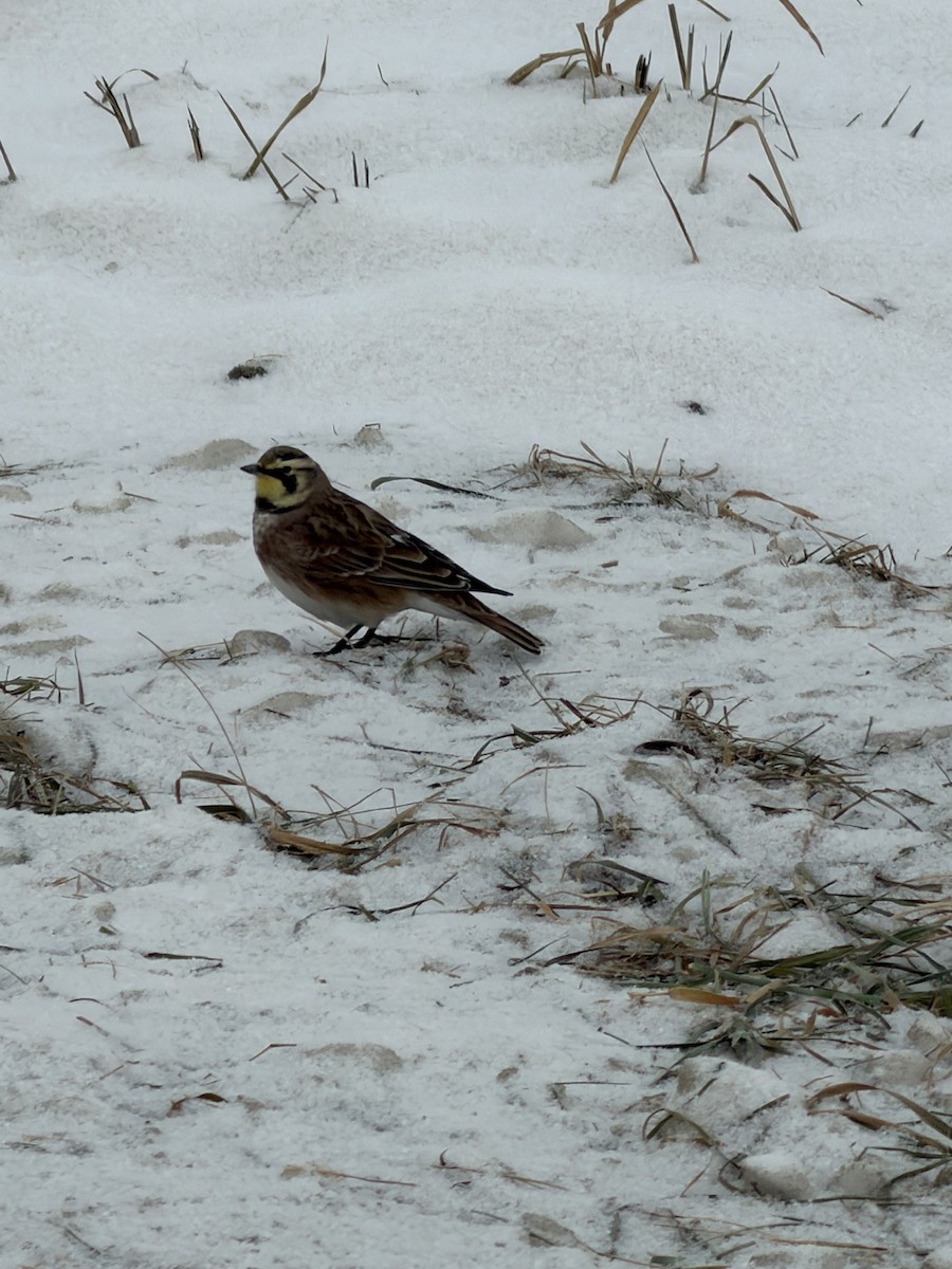 Horned Lark - ML646538109
