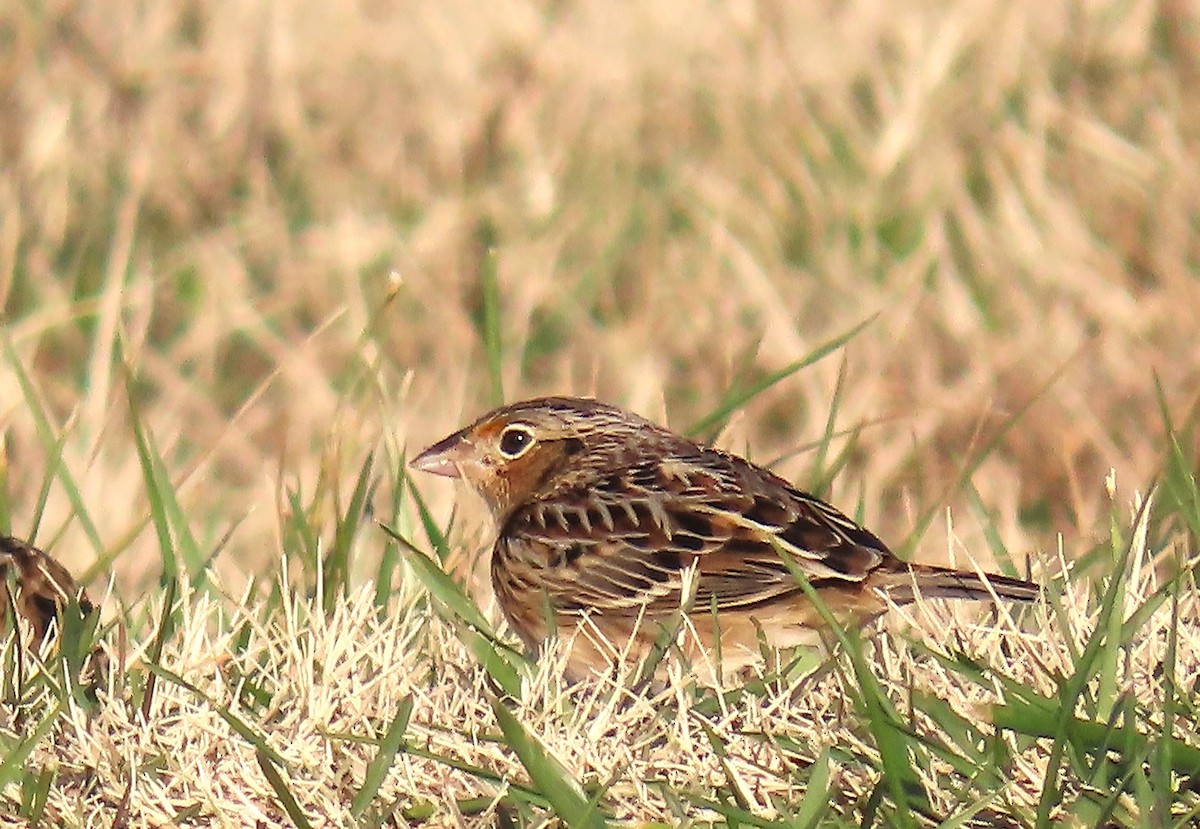 Grasshopper Sparrow - ML646538110