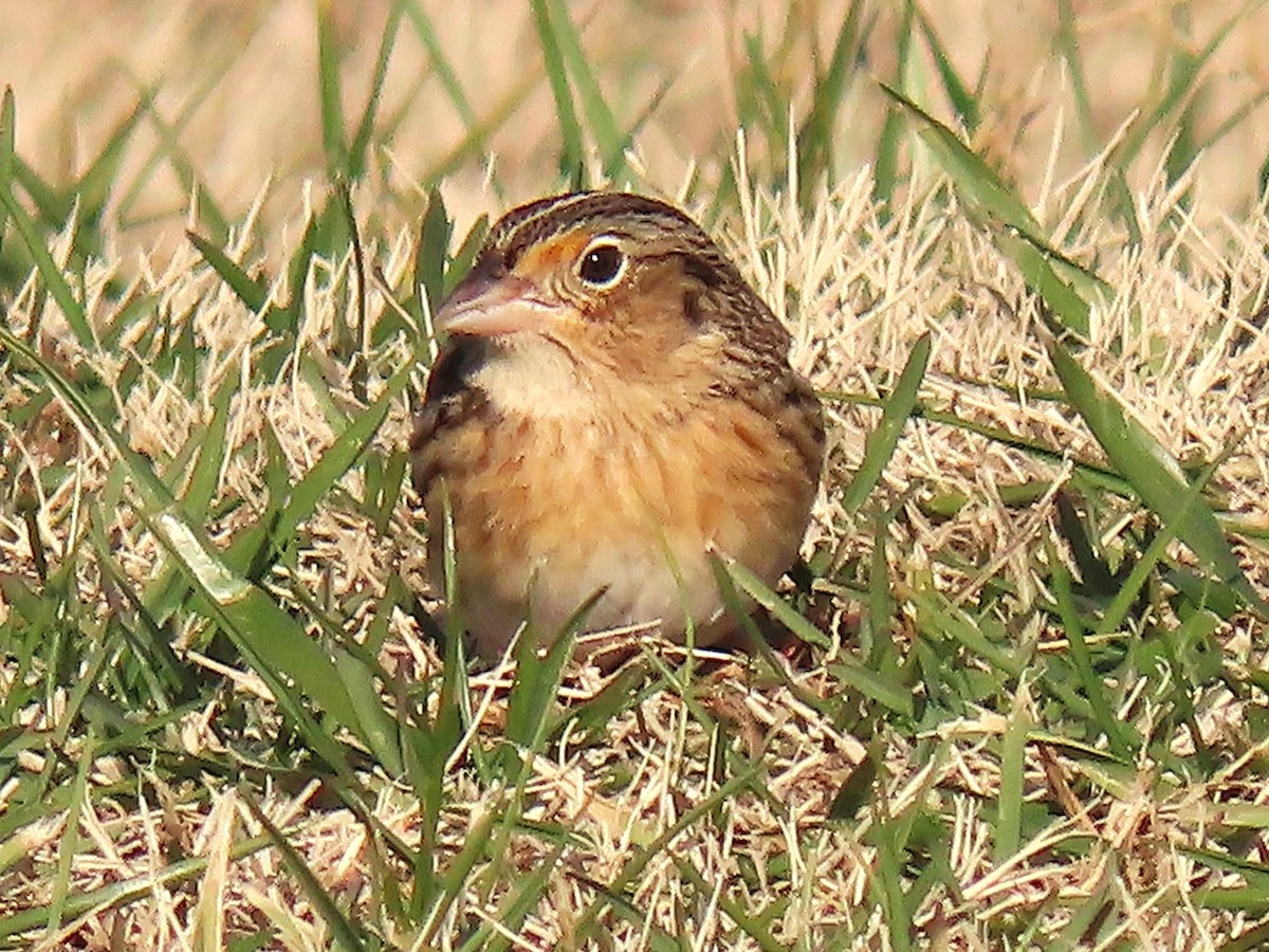 Grasshopper Sparrow - ML646538111