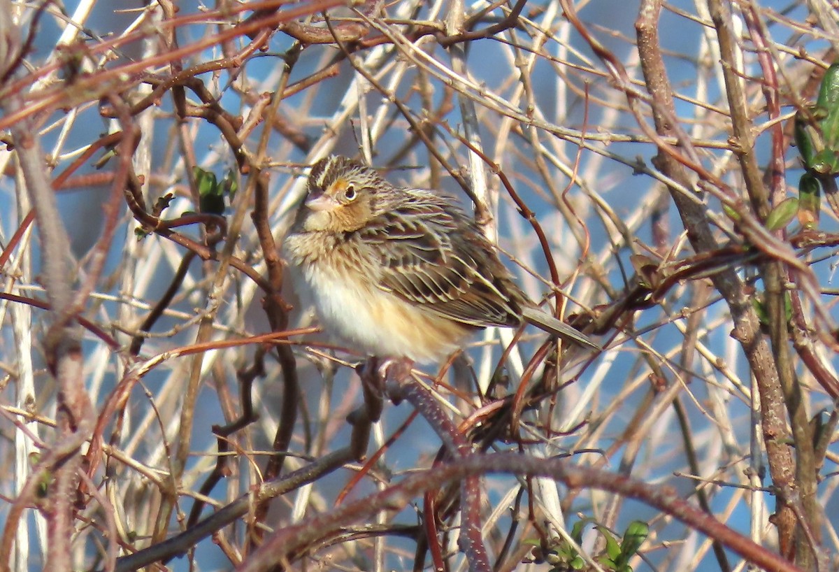 Grasshopper Sparrow - ML646538112