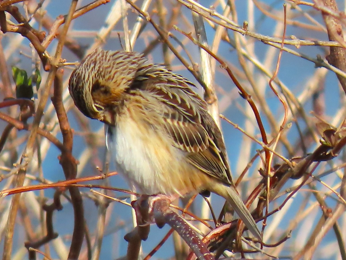 Grasshopper Sparrow - ML646538113