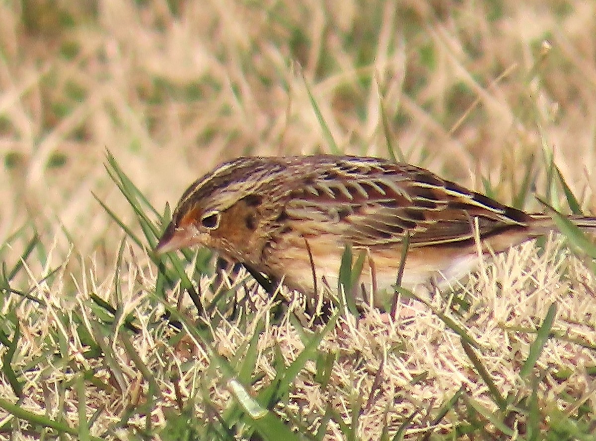 Grasshopper Sparrow - ML646538114