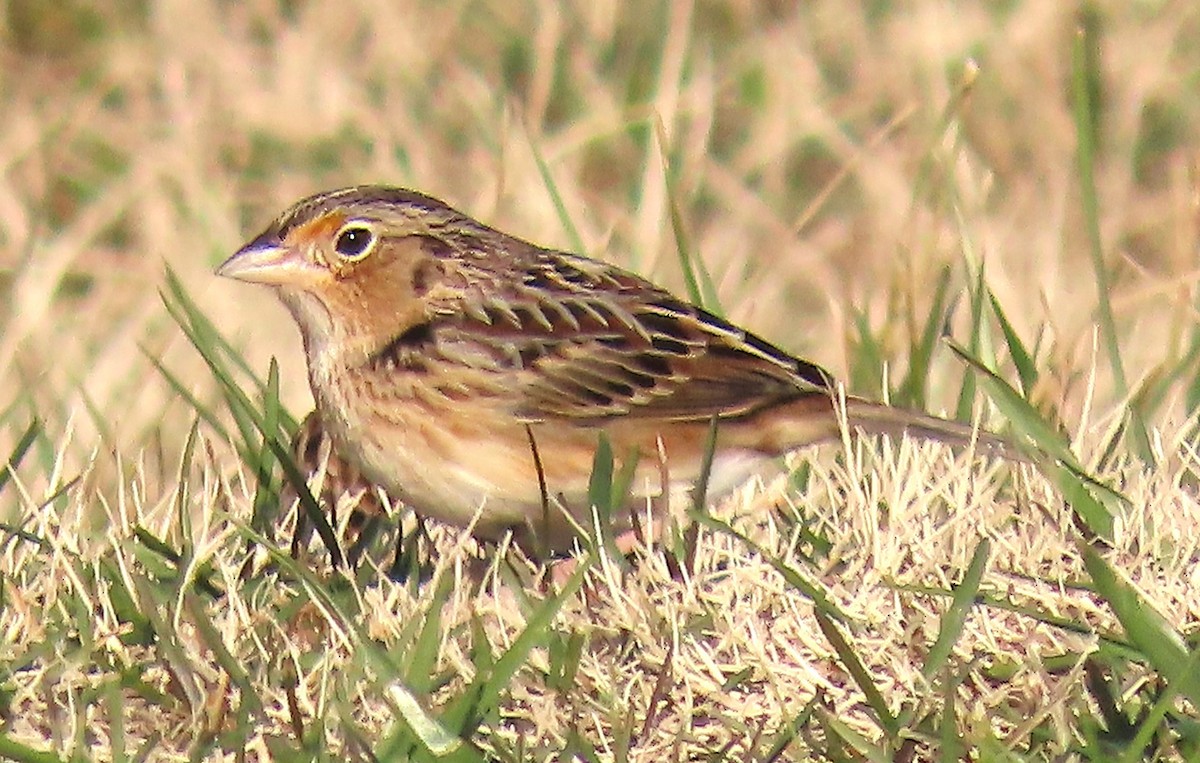 Grasshopper Sparrow - ML646538115