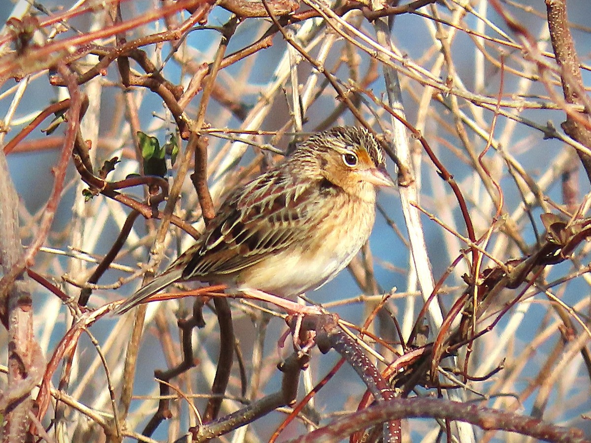 Grasshopper Sparrow - ML646538116