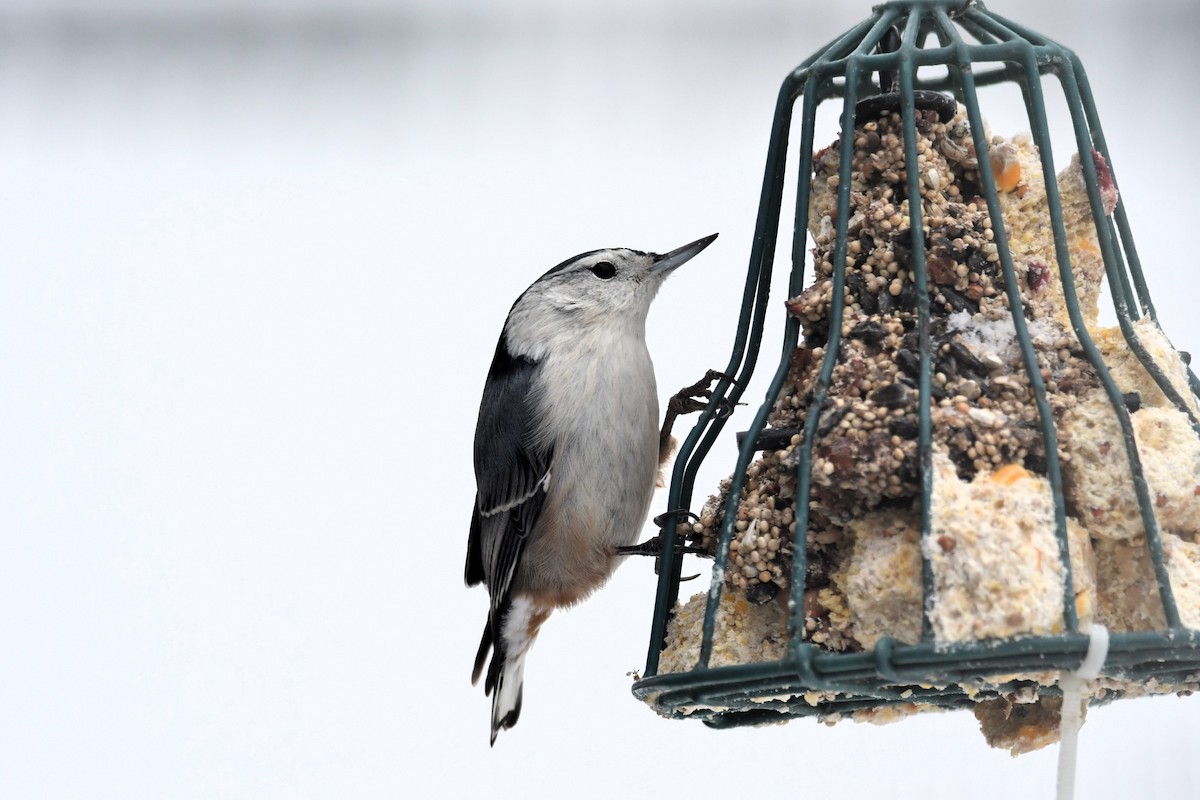 Weißbrustkleiber - ML646538119