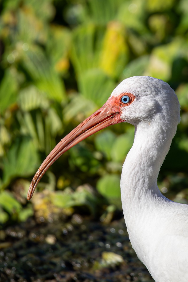 ibis bílý - ML646538120