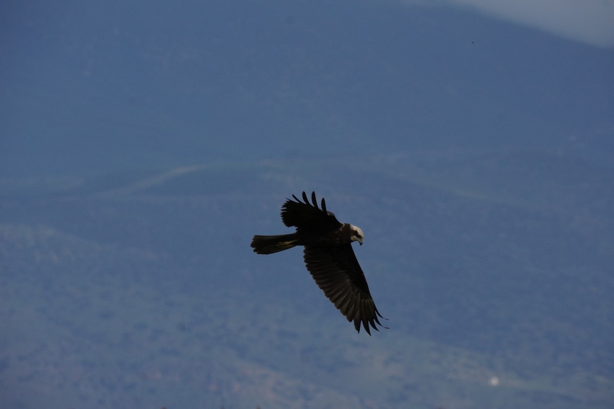 Western Marsh Harrier - ML646538122