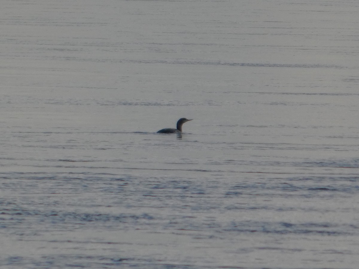 Red-throated Loon - ML646538124