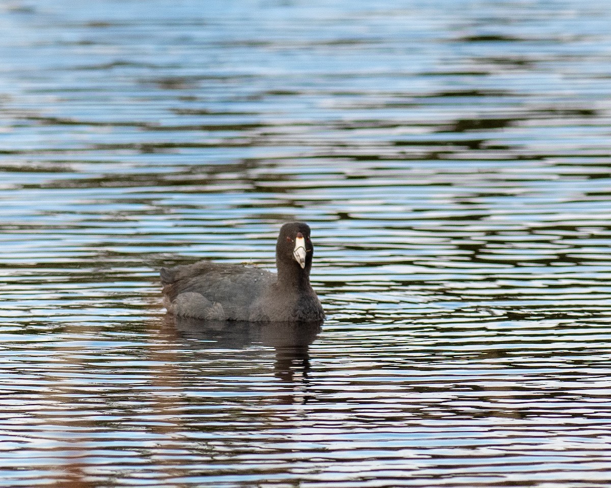American Coot - ML646538125