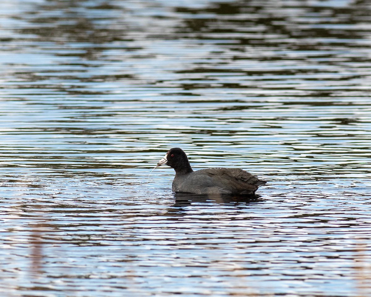 American Coot - ML646538126