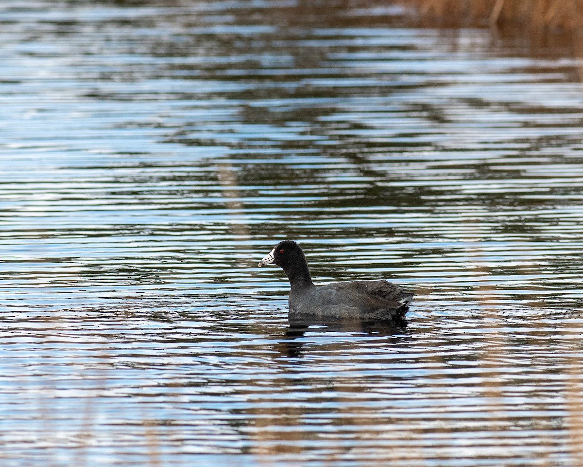 American Coot - ML646538127