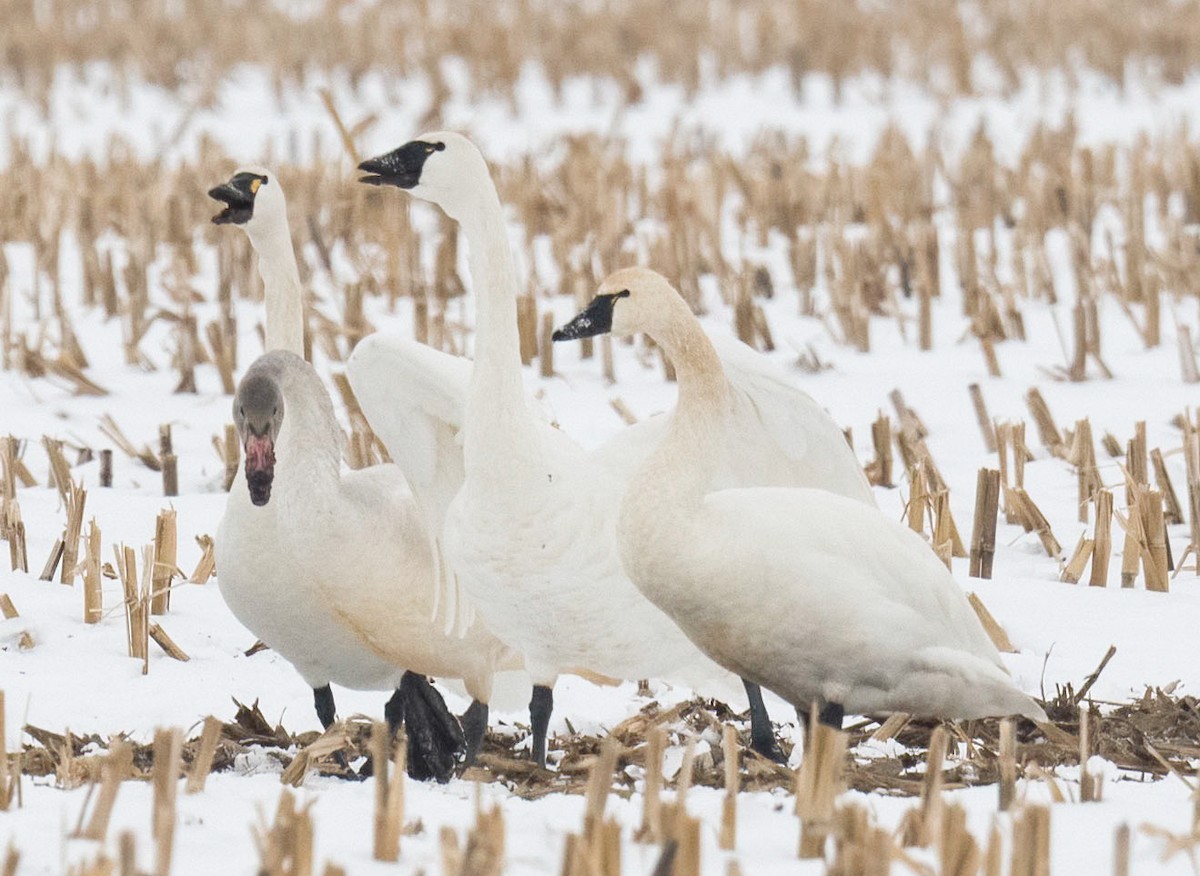 小天鵝 - ML646538128