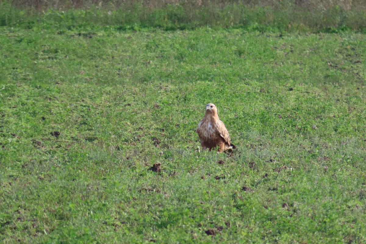 káně bělochvostá - ML646538129