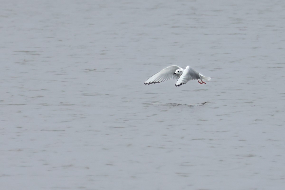 Küçük Karabaş Martı - ML646538130