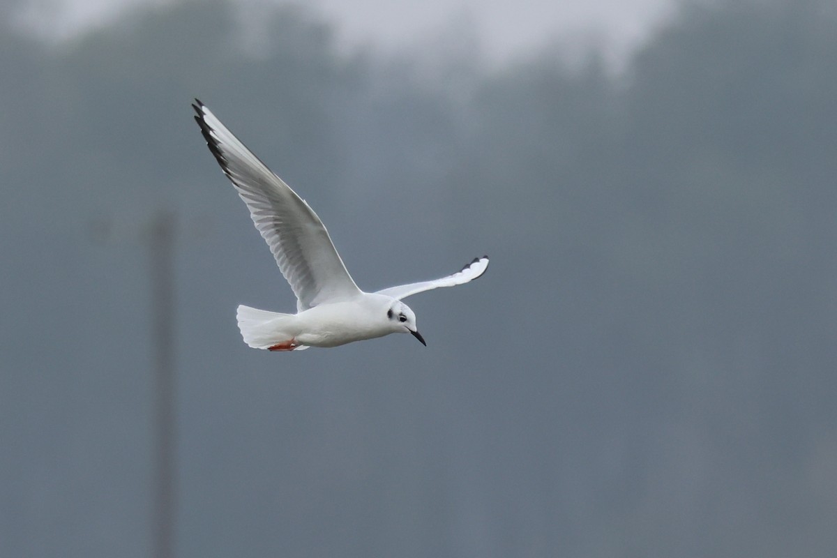 Küçük Karabaş Martı - ML646538132