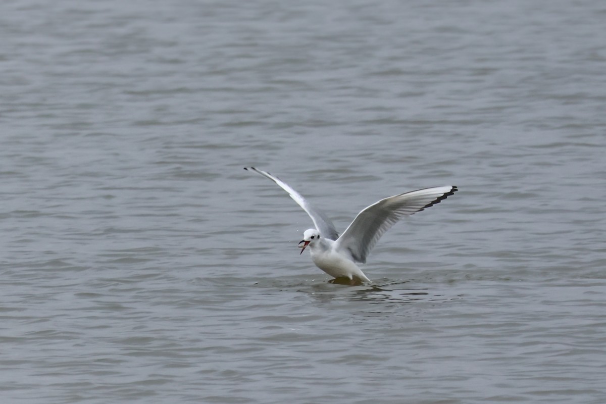 Küçük Karabaş Martı - ML646538133