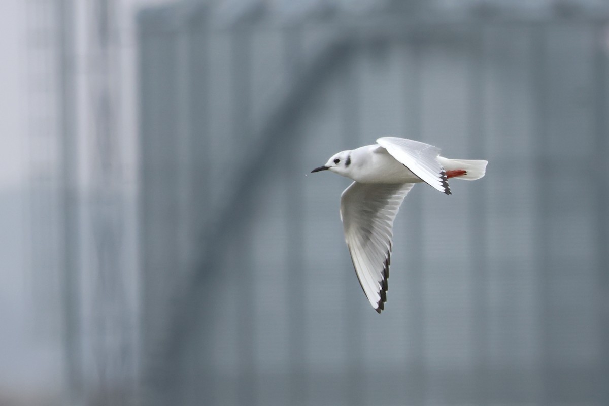 Küçük Karabaş Martı - ML646538135