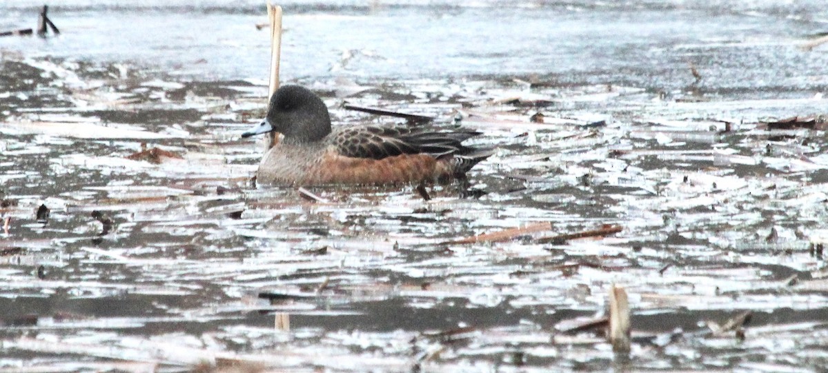 American Wigeon - ML646538138