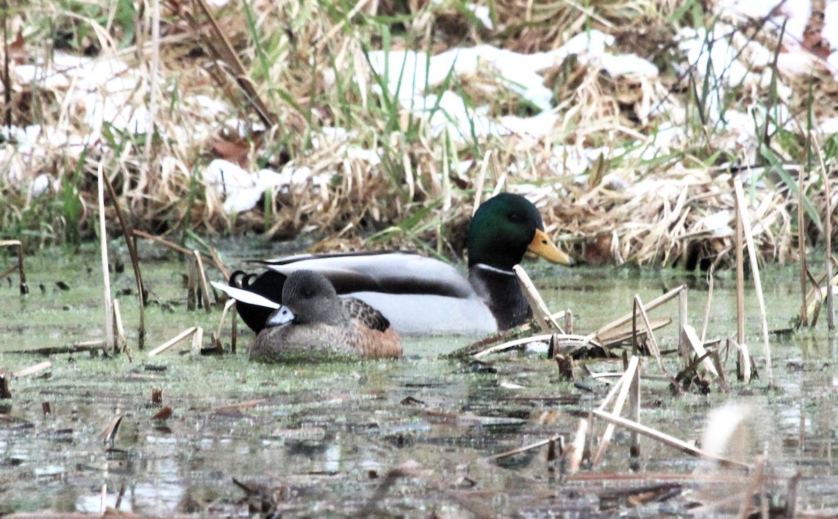 American Wigeon - ML646538139