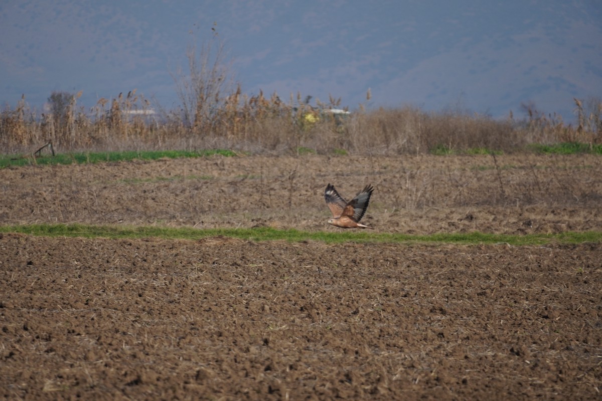 káně bělochvostá - ML646538142