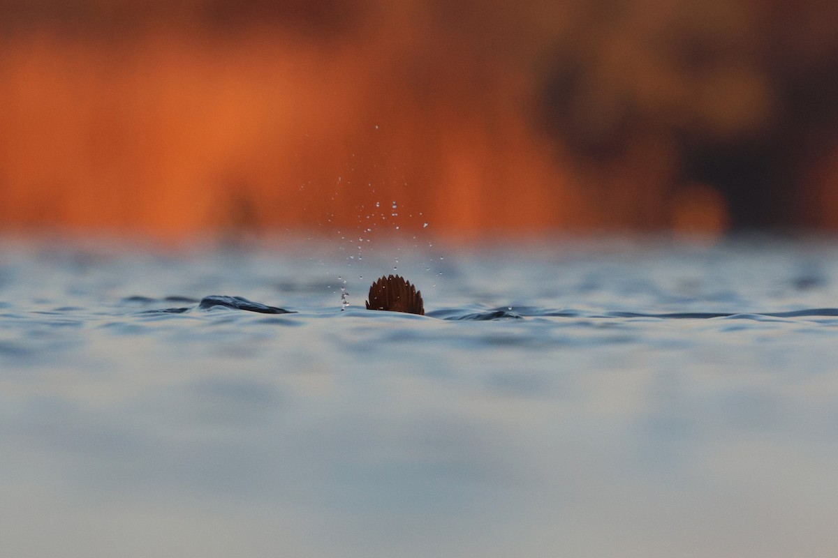 Bufflehead - ML646538144