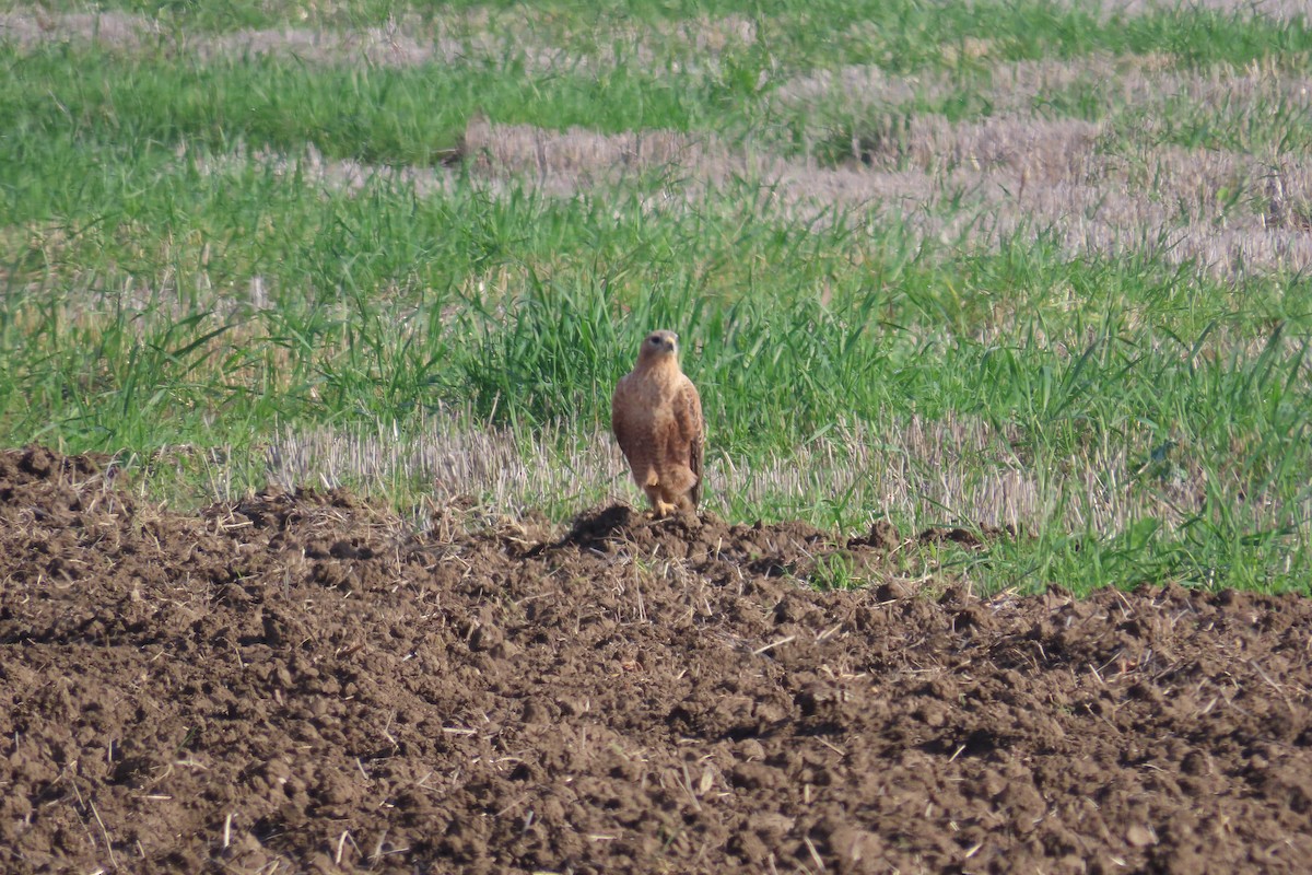 káně bělochvostá - ML646538147