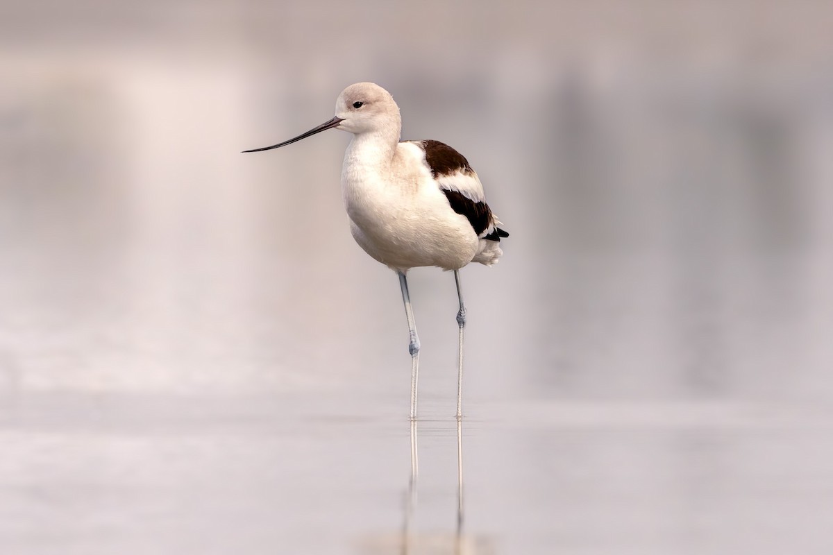 Abozeta laranja - ML646538148