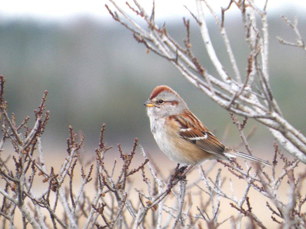 American Tree Sparrow - ML646538150