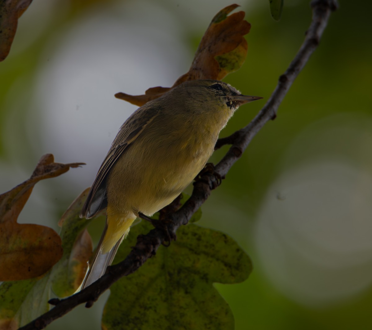 Orange-crowned Warbler - ML646538151