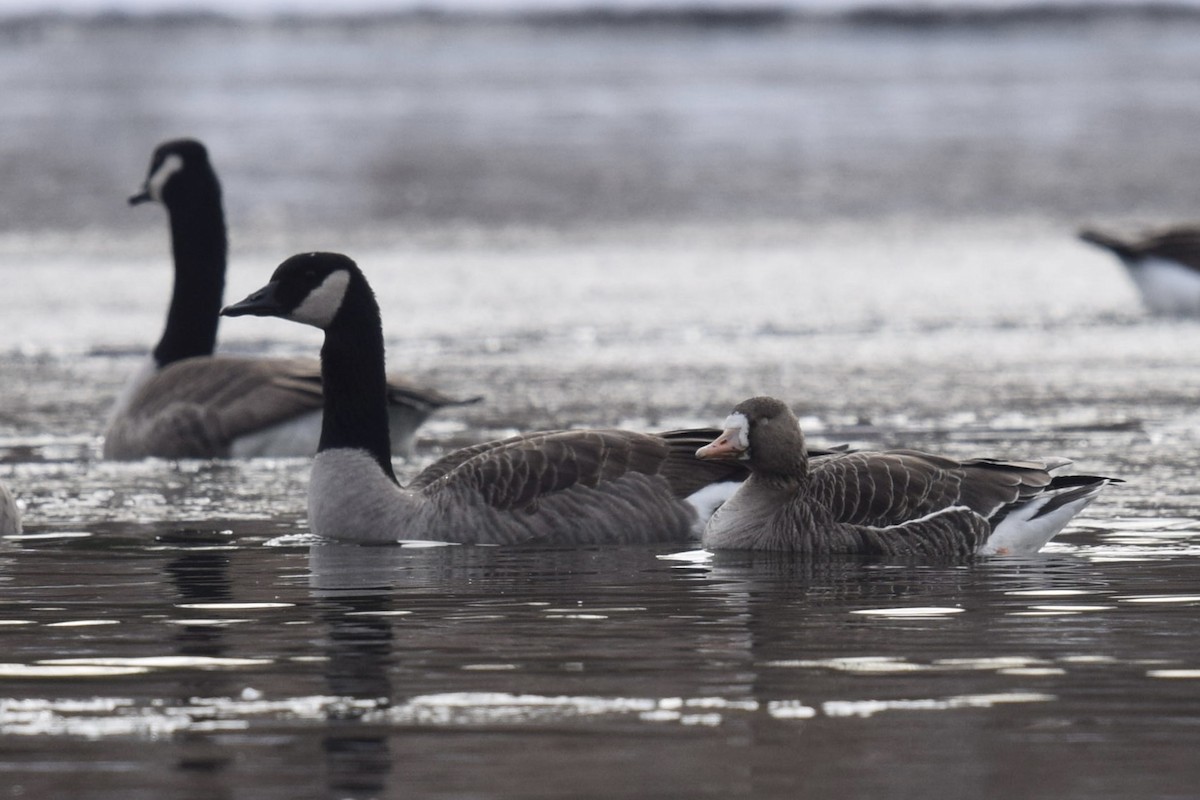 Oca lombardella - ML646538152