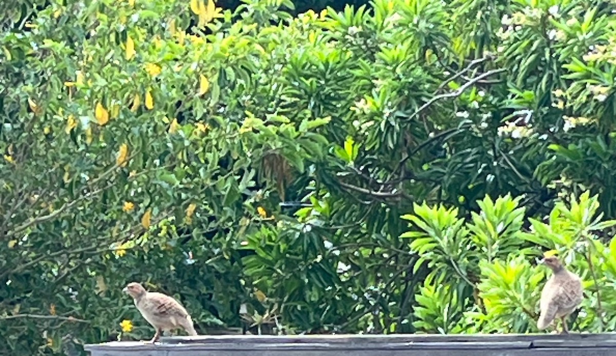 gråfrankolin - ML646538155