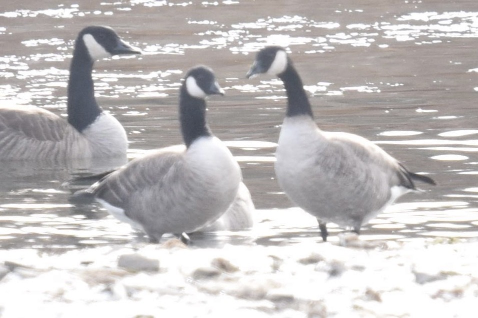 Oca canadese maggiore - ML646538156