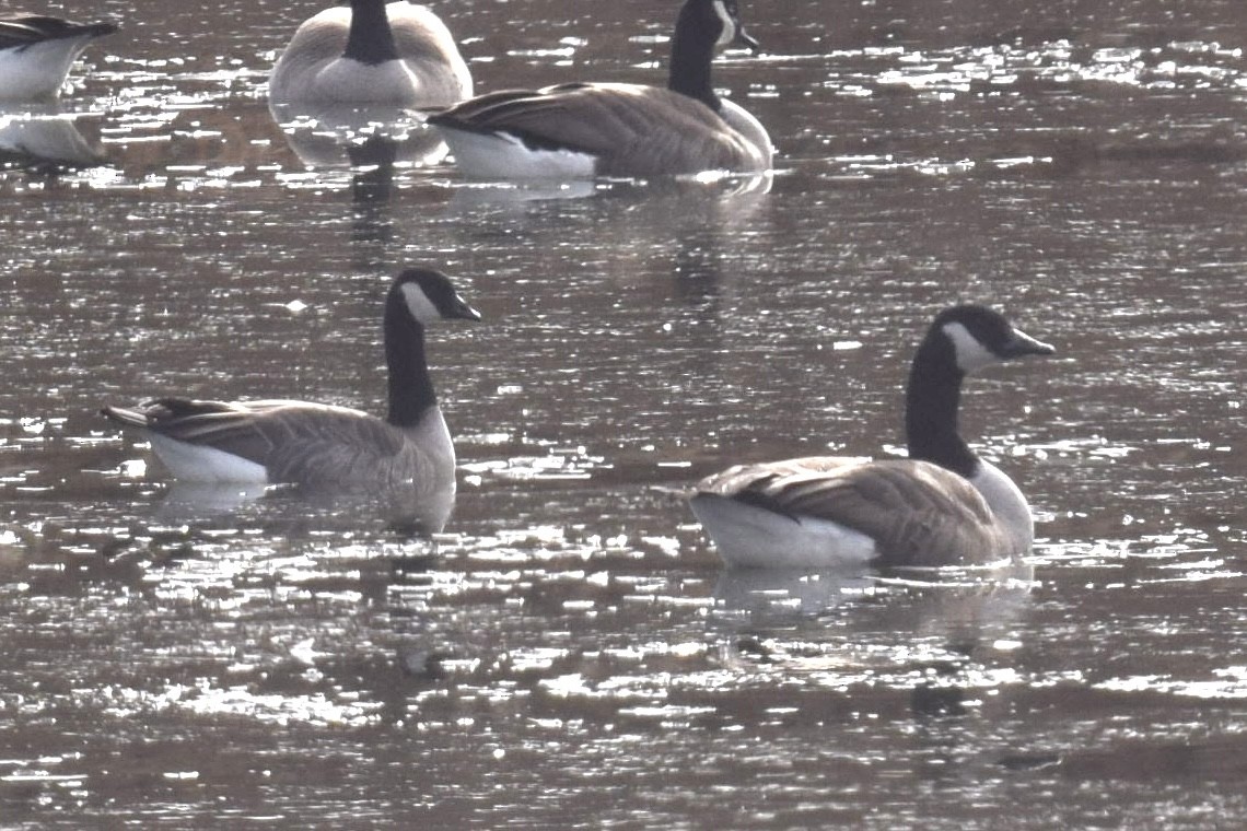 Oca canadese maggiore - ML646538157