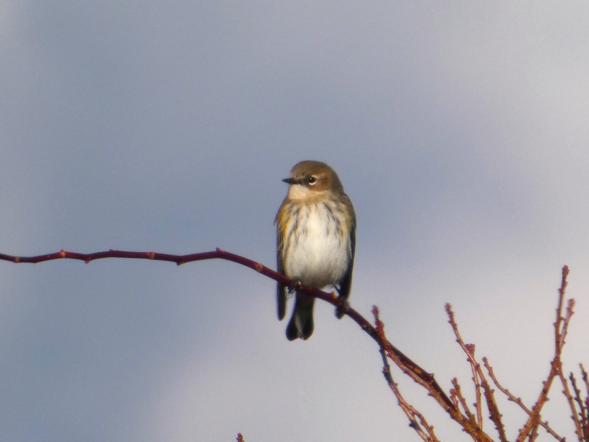 Yellow-rumped Warbler - ML646538158