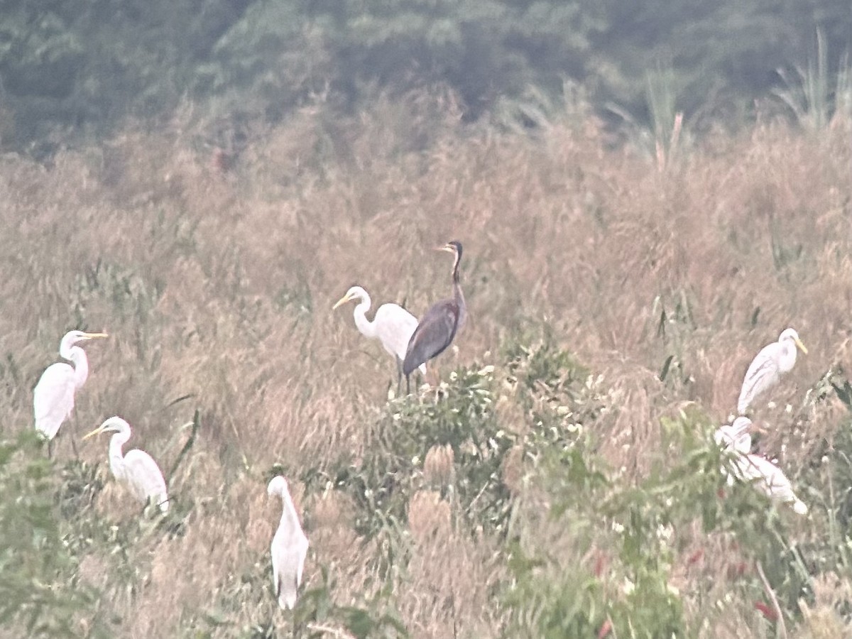 Purple Heron - ML646538159