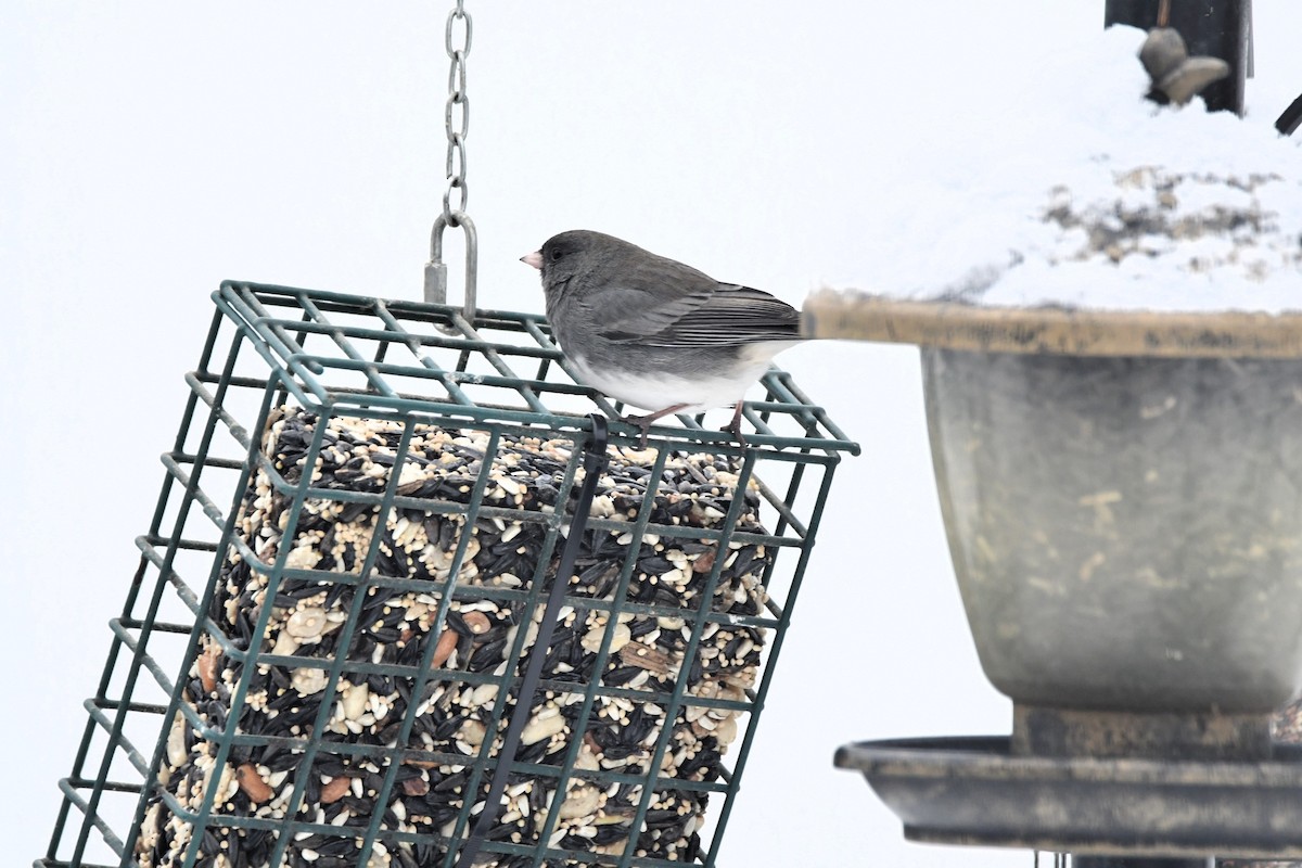 Winterammer - ML646538160