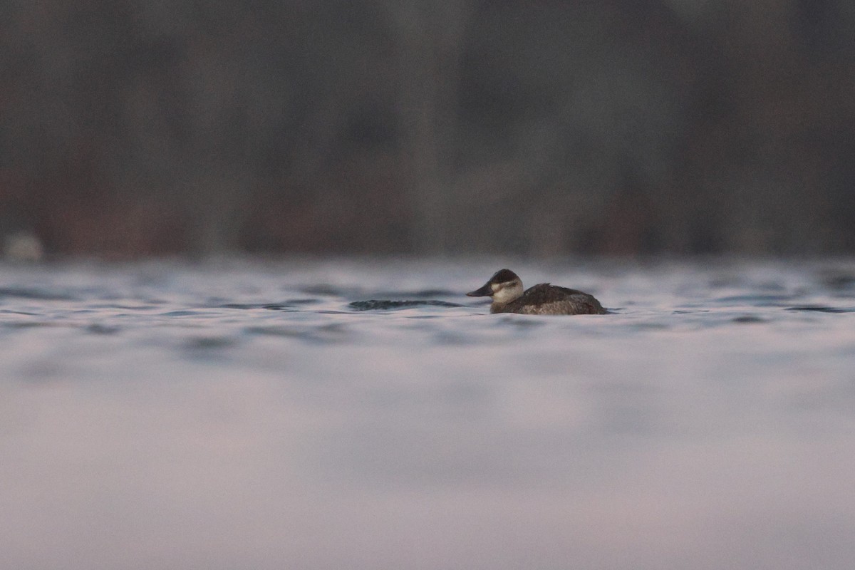 Ruddy Duck - ML646538162